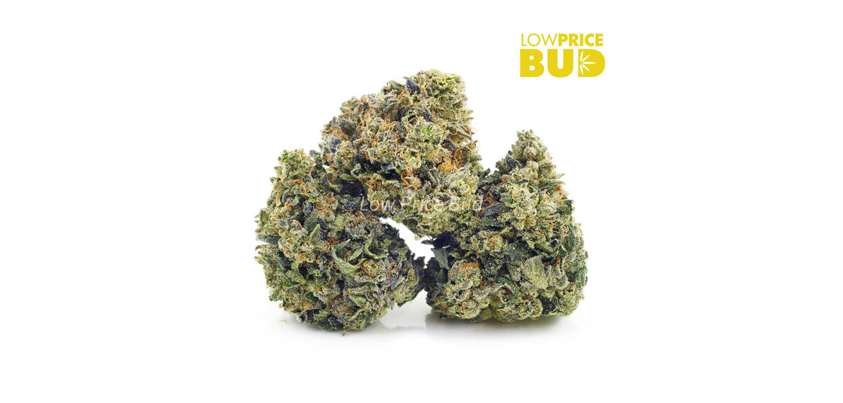 Buy weed Bruce Banner strain online. One of the best sativa strains for anxiety and depressions. Buy weed online in Canada.