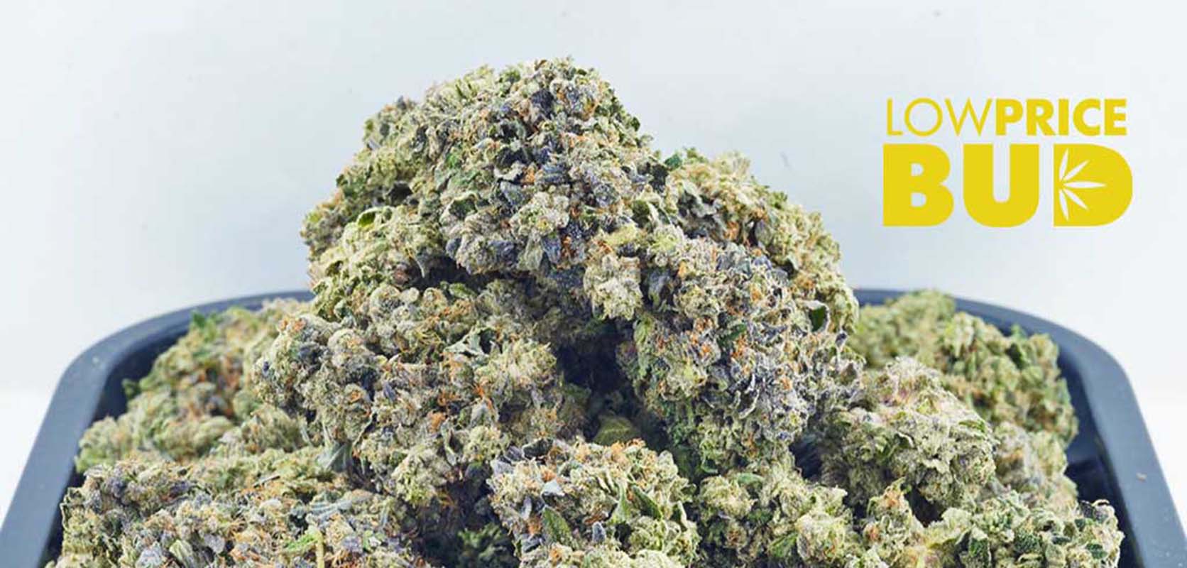 AAAA Bruce Banner strain buy weed online. Buy weed online canada with cheap ounces for sale at low price bud online dispensary.
