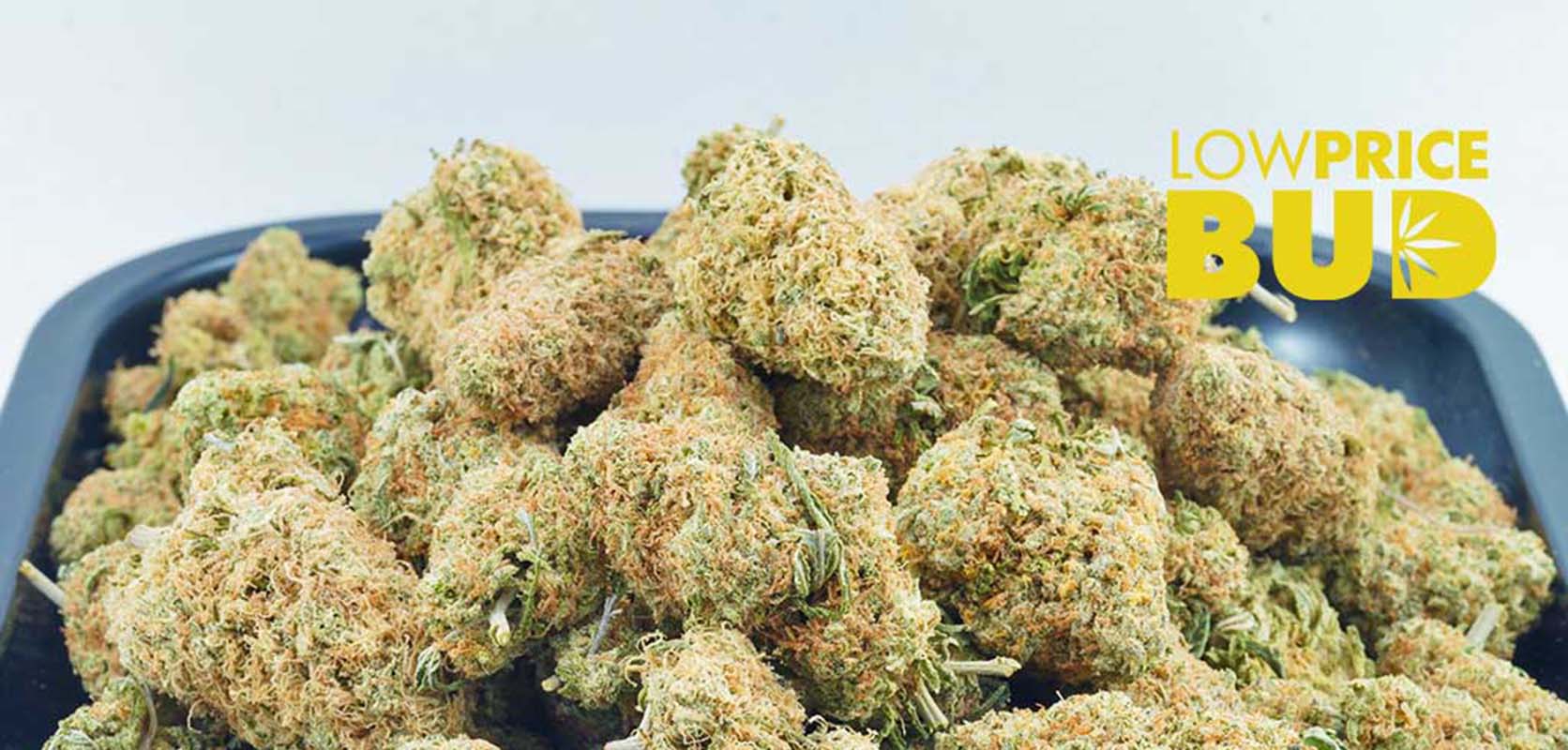 AA Girl Scout Cookies weed from online dispensary low price bud. Buy cannabis online, juicy fruit strain, dolato strain, jelly breath strain online dispensary cannabis canada.