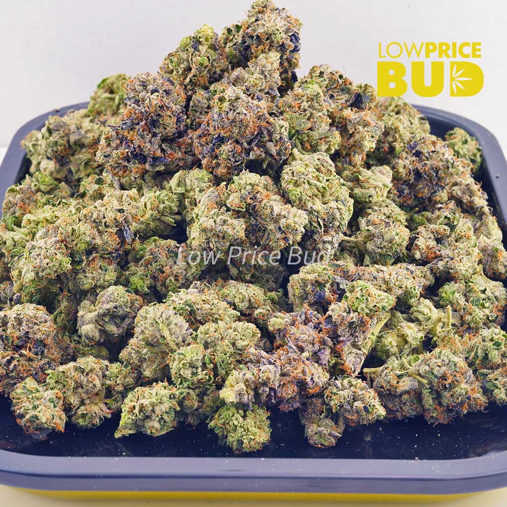 Night Terror OG (AAA) Buy Night Terror OG (AAA) online Canada