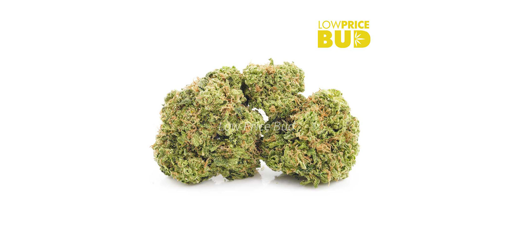 Buy weed online Pineapple Express strain from the top online dispensary in Canada.