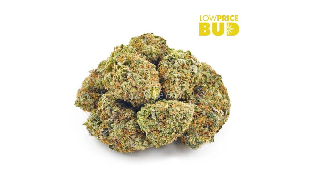 Buy weed purple kush from mail order weed dispensary low price bud.