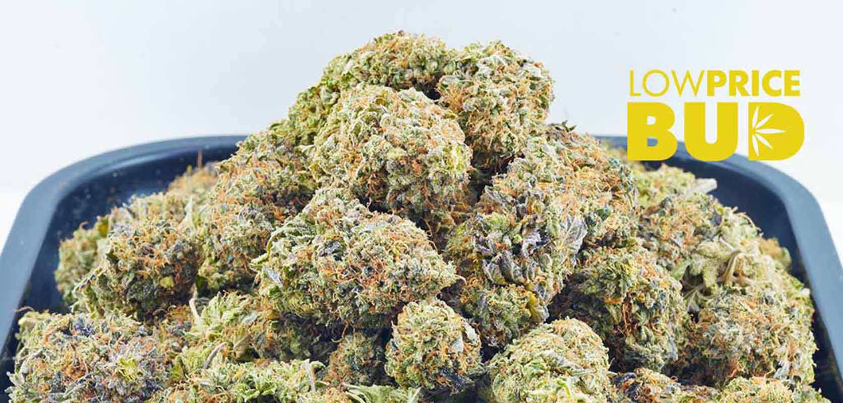 Buy weed AA Purple Kush at low price bud online dispensary in canada.
