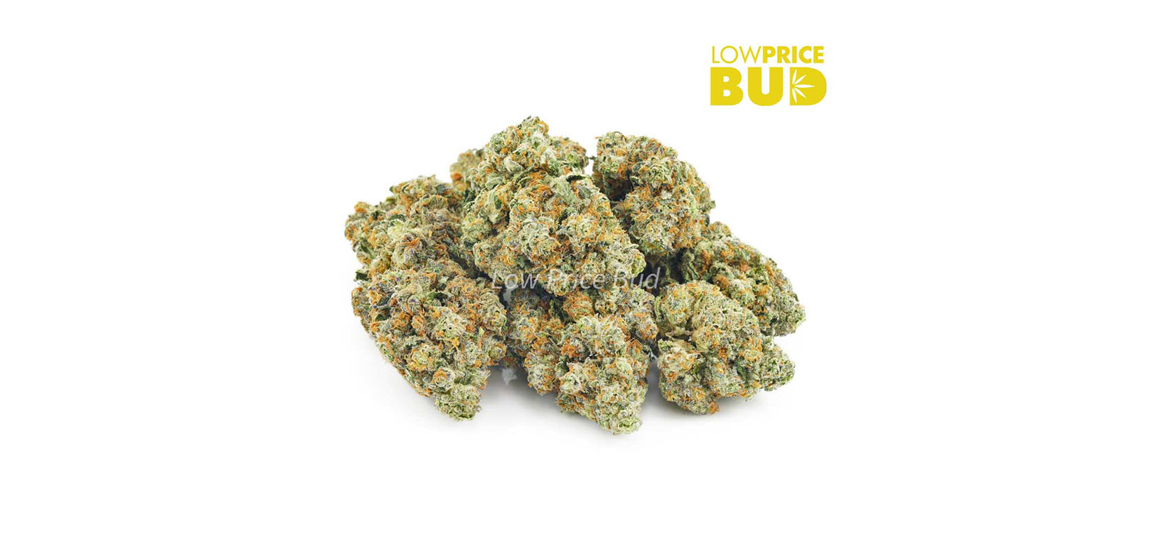 buds of weed online from low price buds online dispensary for low buds. buy weed online. Unicorn Horn Strain review.