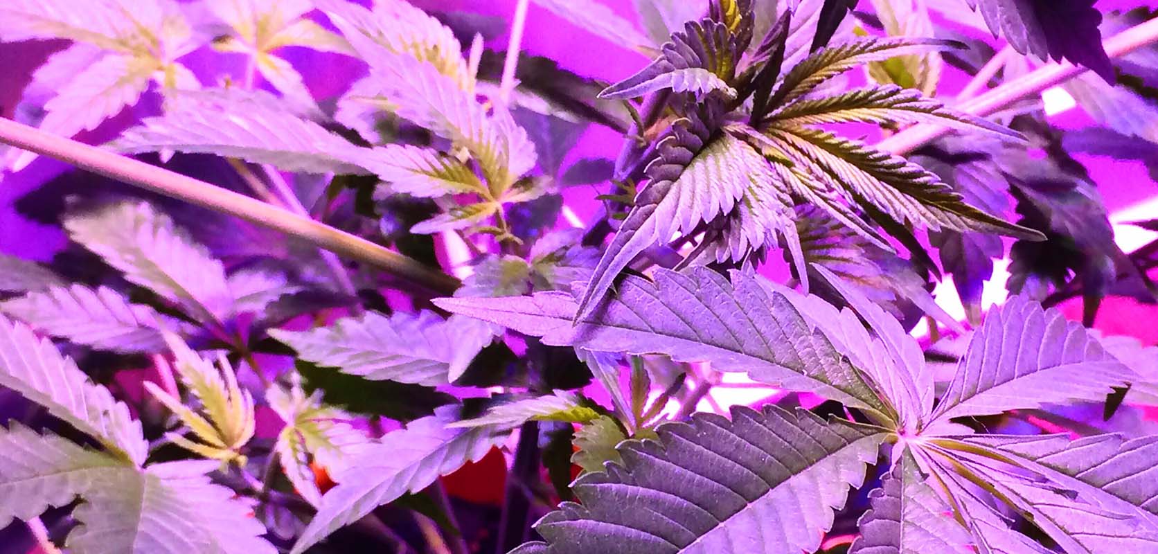 Gelato Strain cannabis plants under grow lights. Gelato Strain Review from online dispensary Low Price Bud cheap weed online in canada.