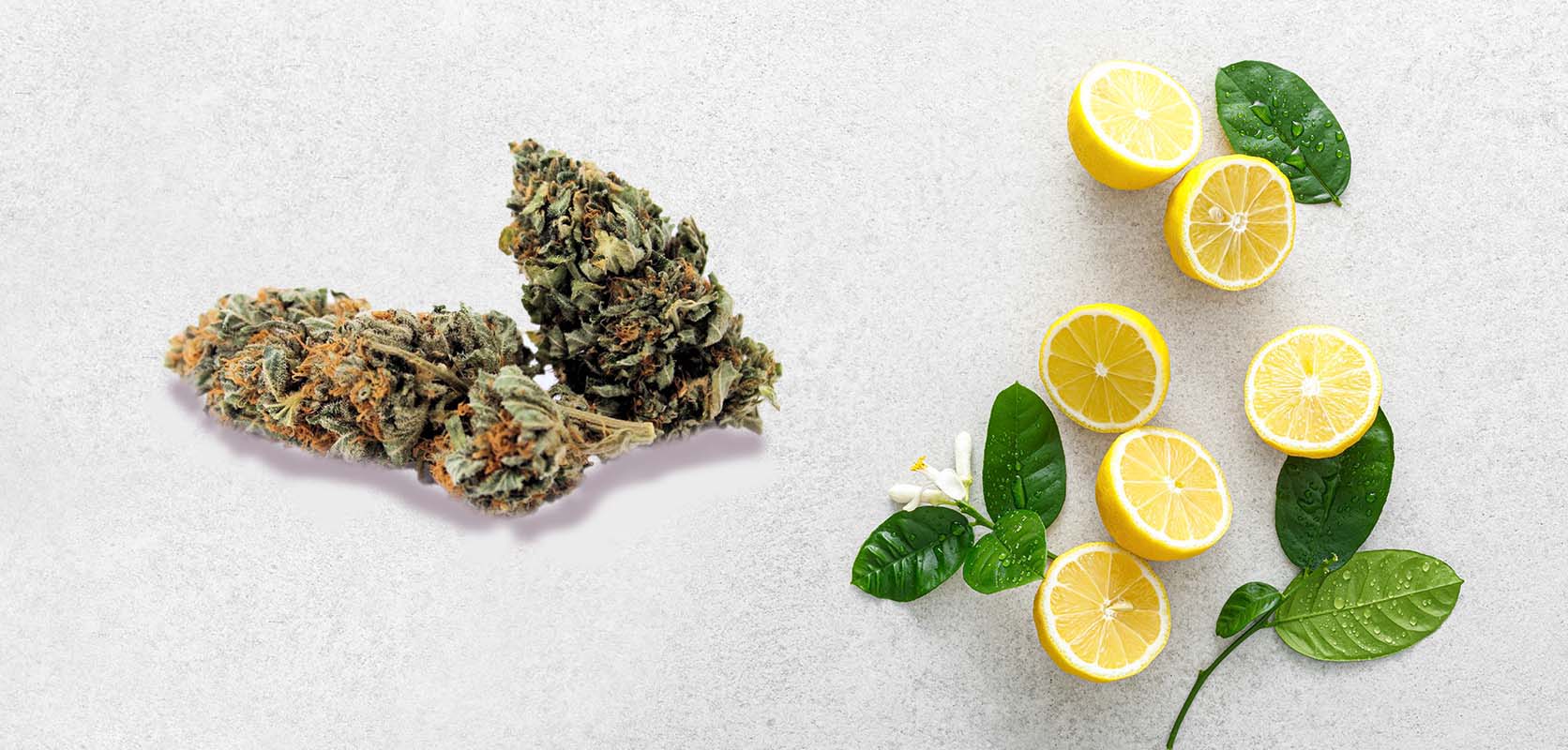 fresh lemons and Lemon Kush Strain cannabis buds. online dispensary canada. order weed online. 