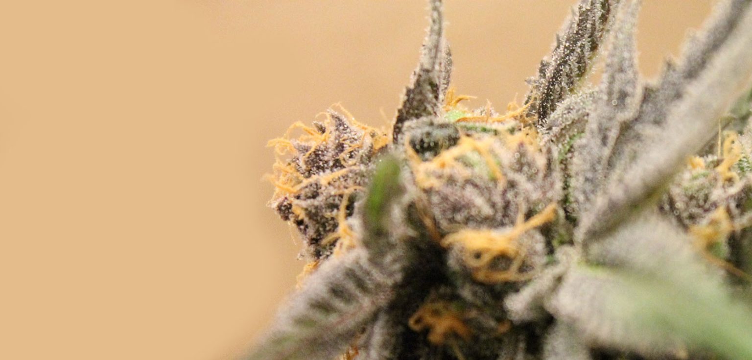 Rainbow Driver Strain Review Taste & Effects