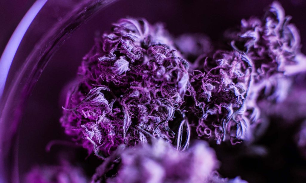 Close up of Purple Drank cannabis buds. buy weeds online. mail order weed canada. weed online.