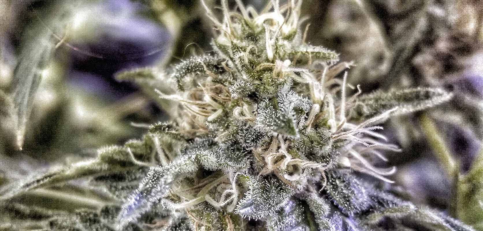 Close up image of the top of Purple Drank cannabis plant. mail order weed canada. best online dispensary canada.
