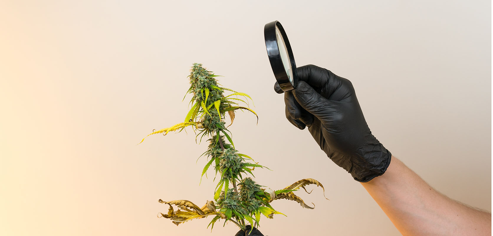Looking at a marijuana plant with a magnifying glass. mail order weed. order weed online canada.