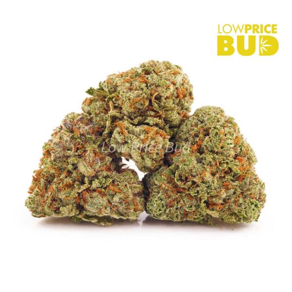 Buy Pacific Blue (AAA) online Canada