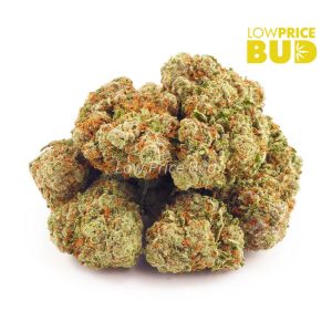 Buy Pacific Blue (AAA) online Canada