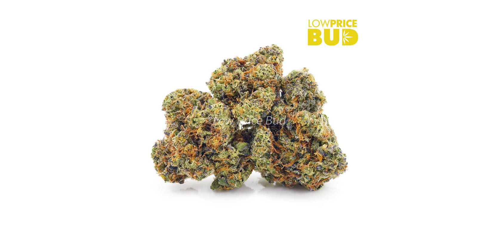 Watermelon Zkittles weed online. Buy AAAA weed from low price bud mail order marijuana shop canada. Best Weed Strain For Delicious Hash Flavour