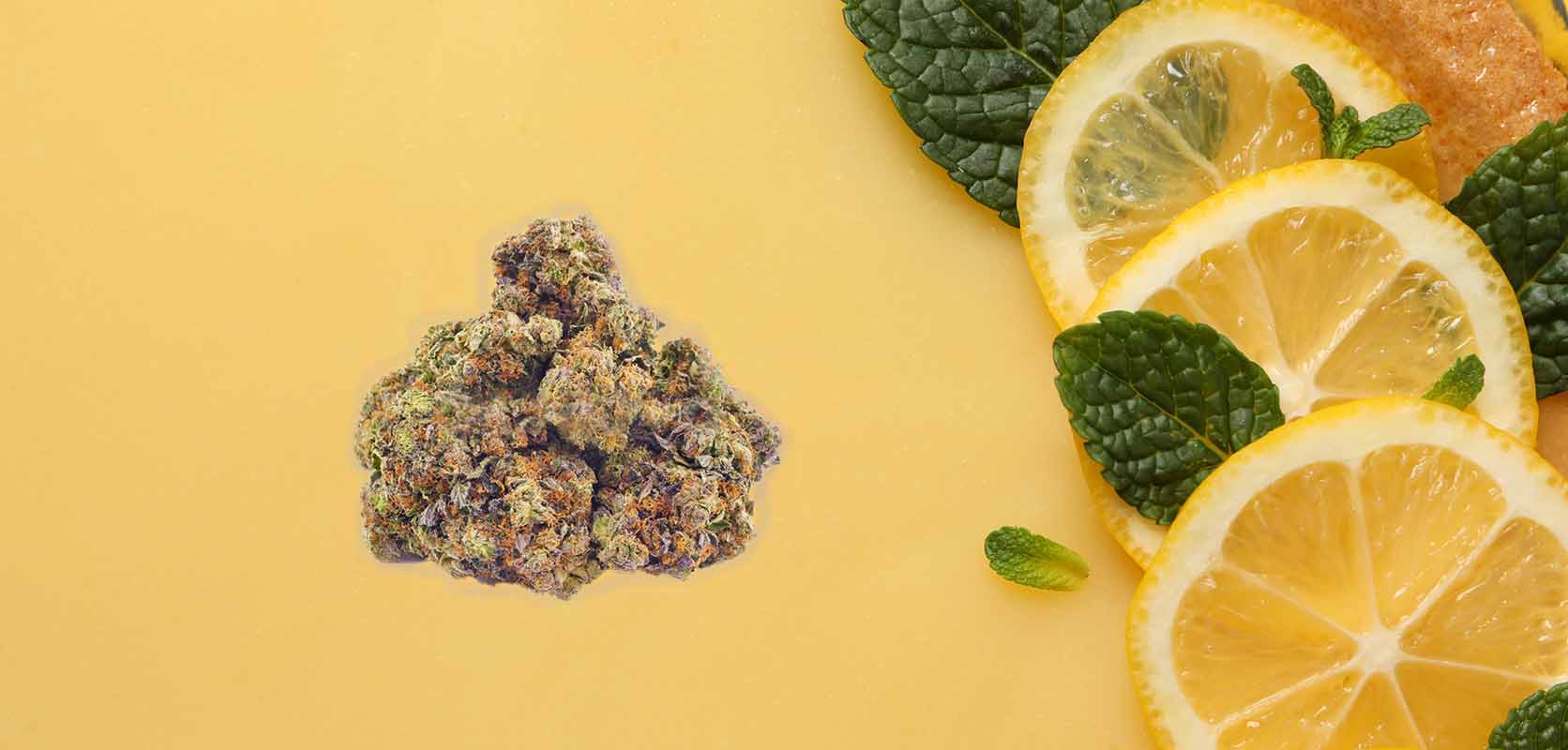 Fresh lemon slices. Sweet OG Kush Review Appearance, Flavour And Fragrance. Buy weed online.