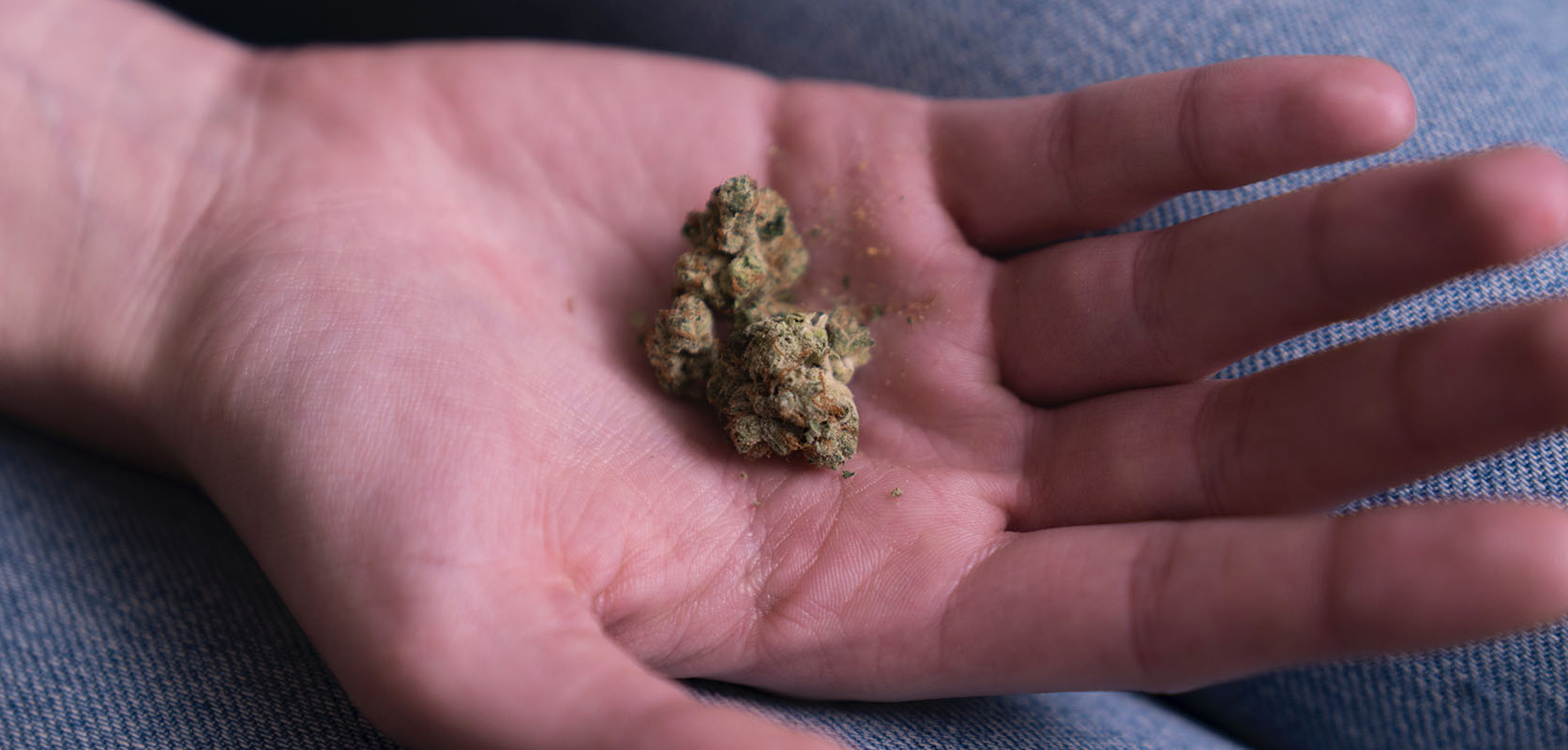 Astro weed bud in a man's hand. Order weed online. Mail order weed.