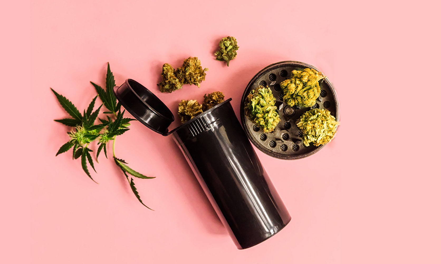 marijuana buds and grinder. astro strain review.