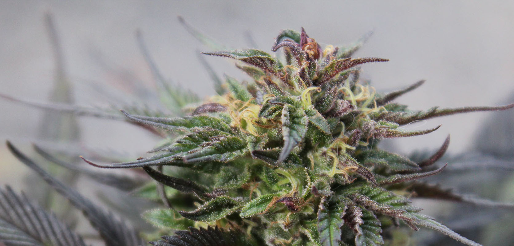 Close up image of Astro Strain cannabis plant from West Coast Cannabis online dispensary in Canada. But Weed Online.