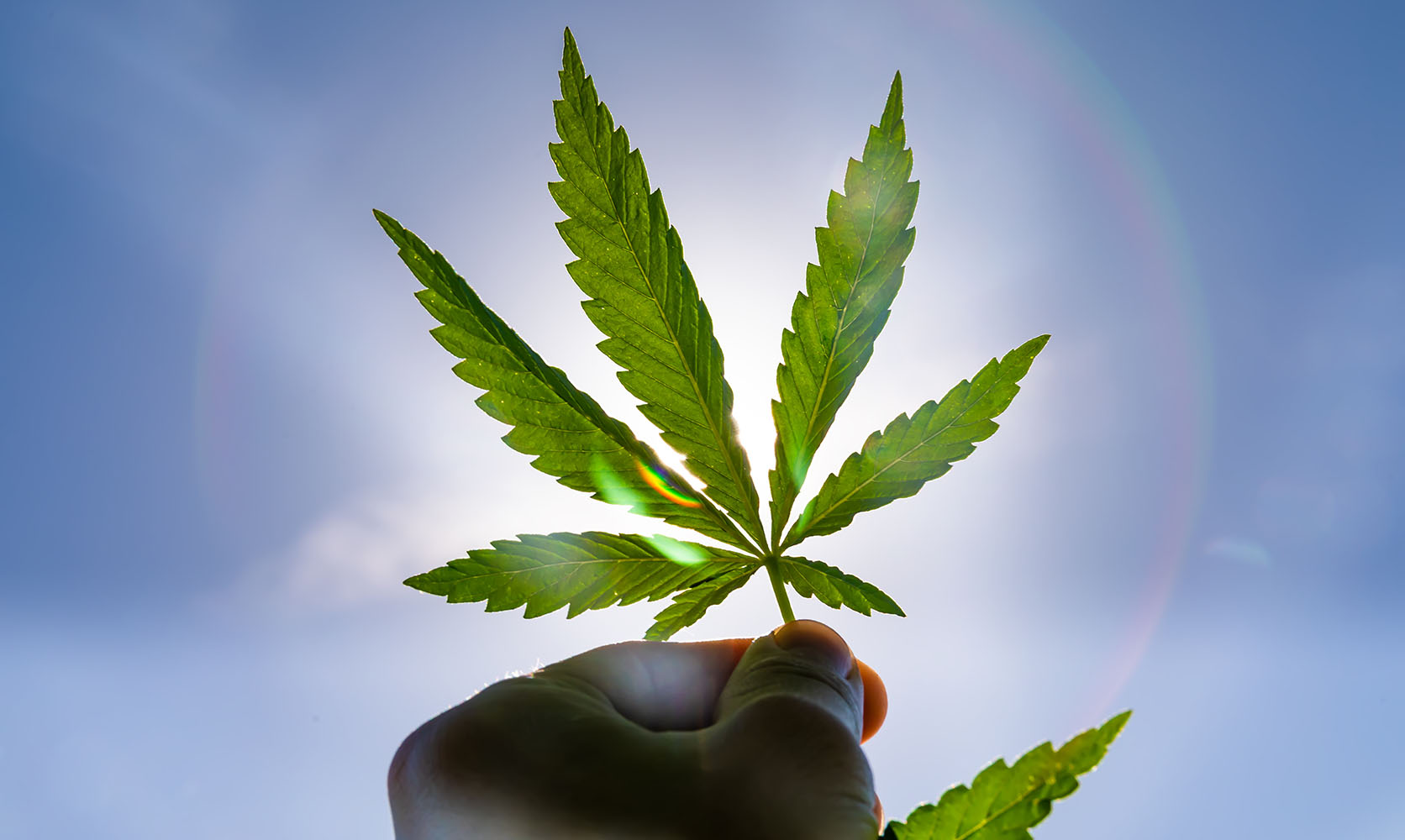 Cannabis leaf being held to the sky blocking the sun. Cannabis strains that are best for daytime use. buy weeds online.
