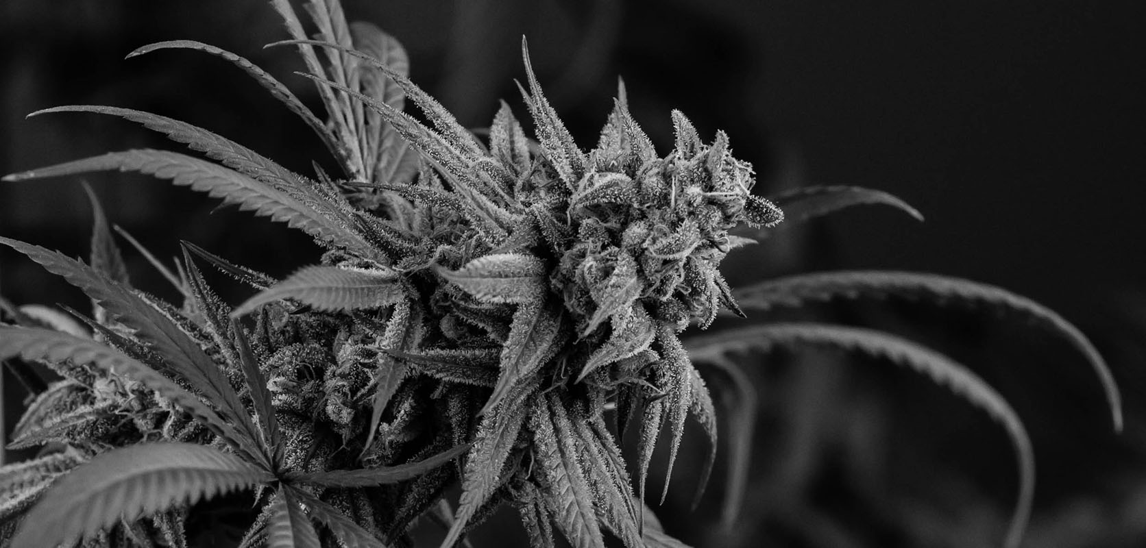 Black and white image of a Sweet OG Kush cannabis plant from West Coast Cannabis online dispensary to buy weed online in Canada.