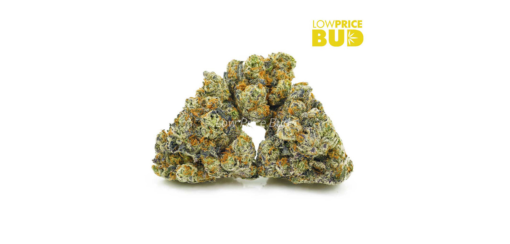 Buy cannabis canada Purple Pug’s Breath Craft Cannabis from low price bud online dispensary in Canada.