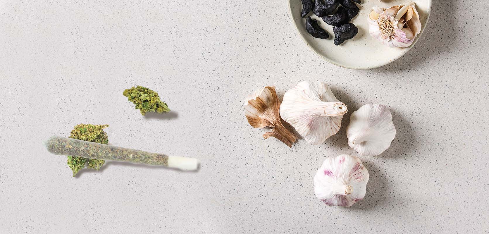 Garlic Cookies strain weed buds and pre-roll joint next to garlic cloves. Buying marijuana online and buy peyote in canada. pink candy strain, godfather og, fatso strain, sugar cookies strain.