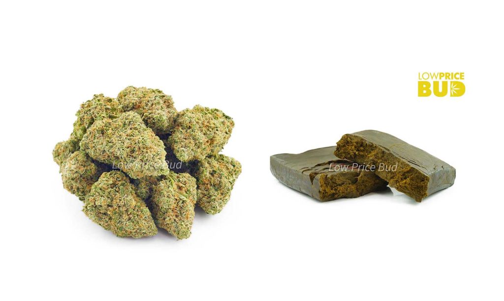 marijuana buds to make hash