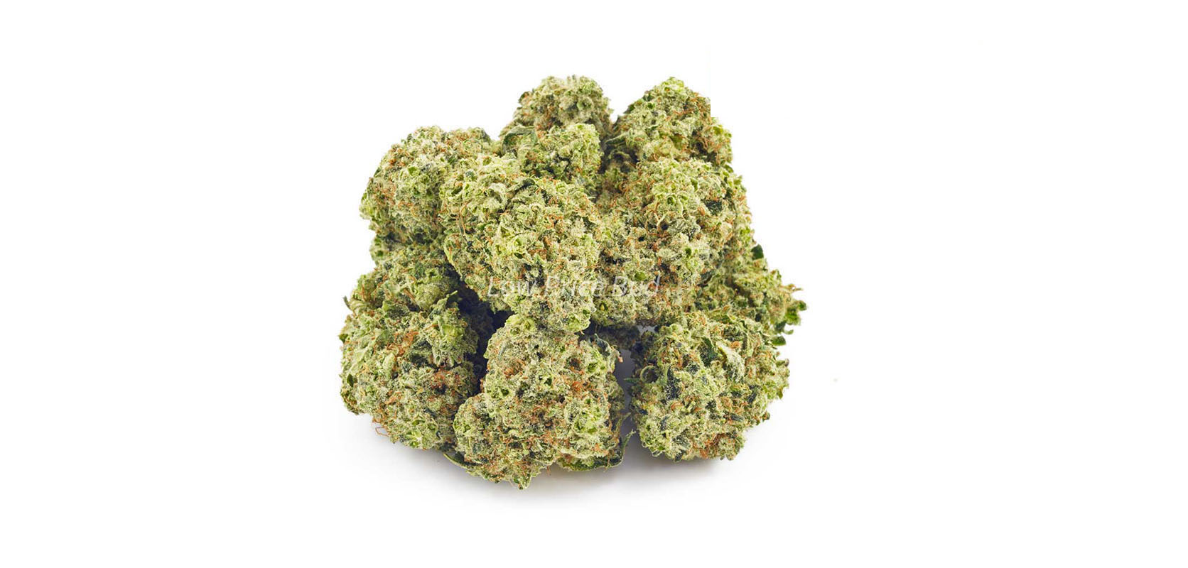 Order weed online AAA weed Purple Pug’s Breath strain from Low Price Bud mail order marijuana weed online.
