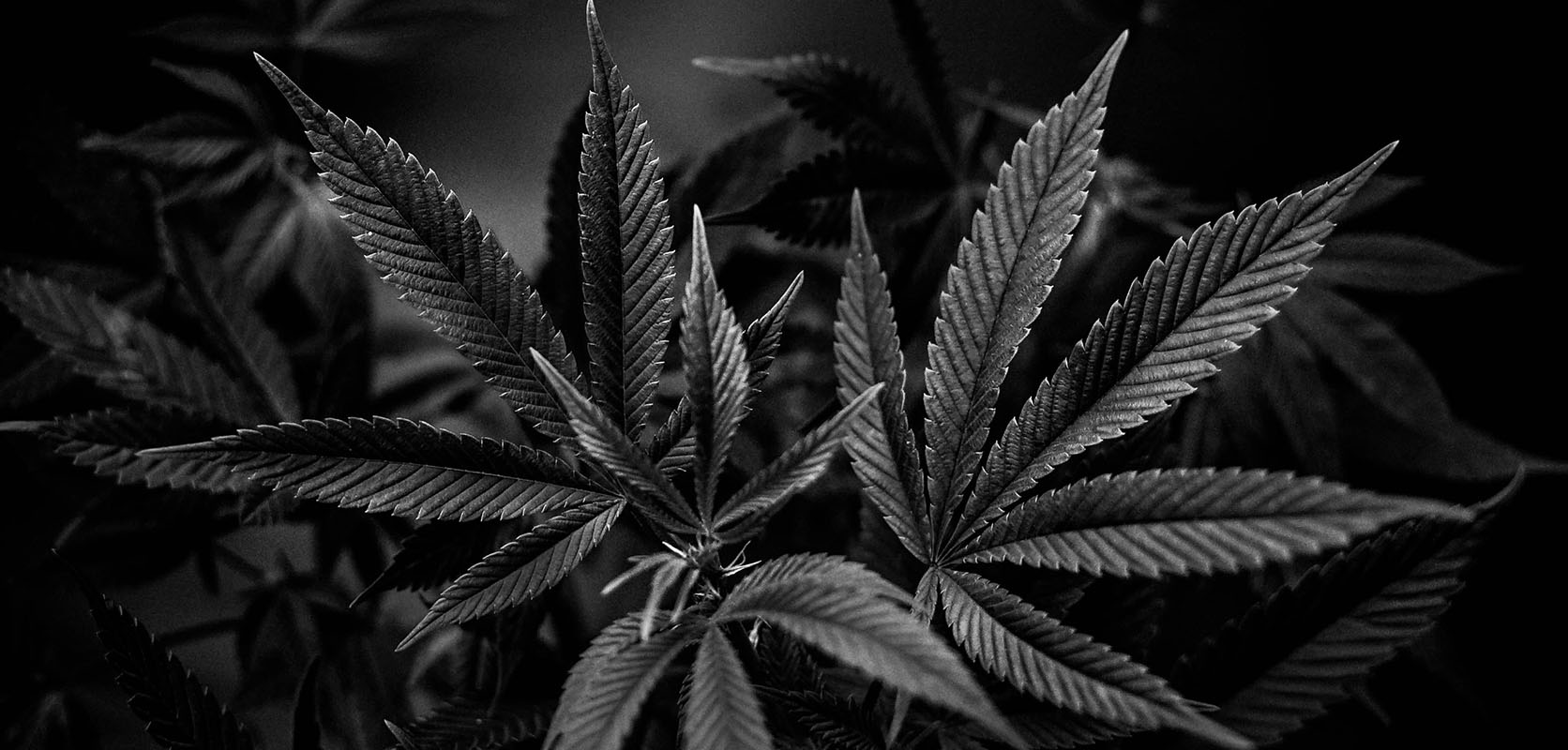 black and white photo of cannabis leaves. Buy weed online canada with cheap ounces for sale at low price bud online dispensary.