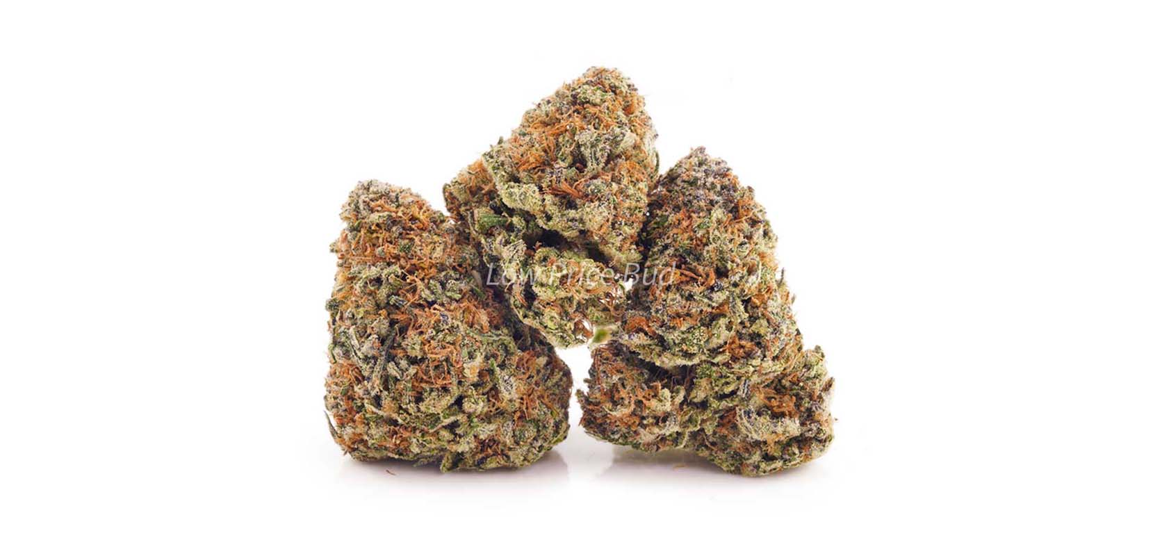 Durban Poison weed buds. Strongest Landrace Sativa. Strongest sativa strains from online weed dispensary in Canada for mail order marijuana. 