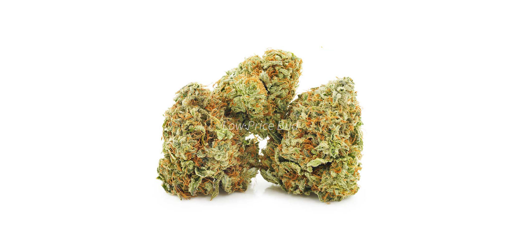 Girl Scout Cookies AA Weed online. Buy budget ounces of weed from the best online dispensary in Canada for BC cannabis.