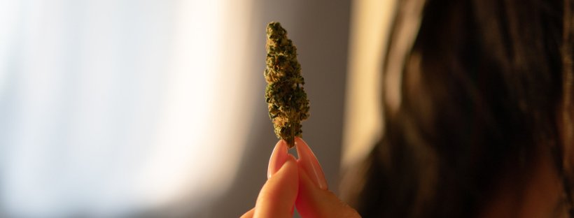 Where to Buy Hybrid Cannabis Strains
