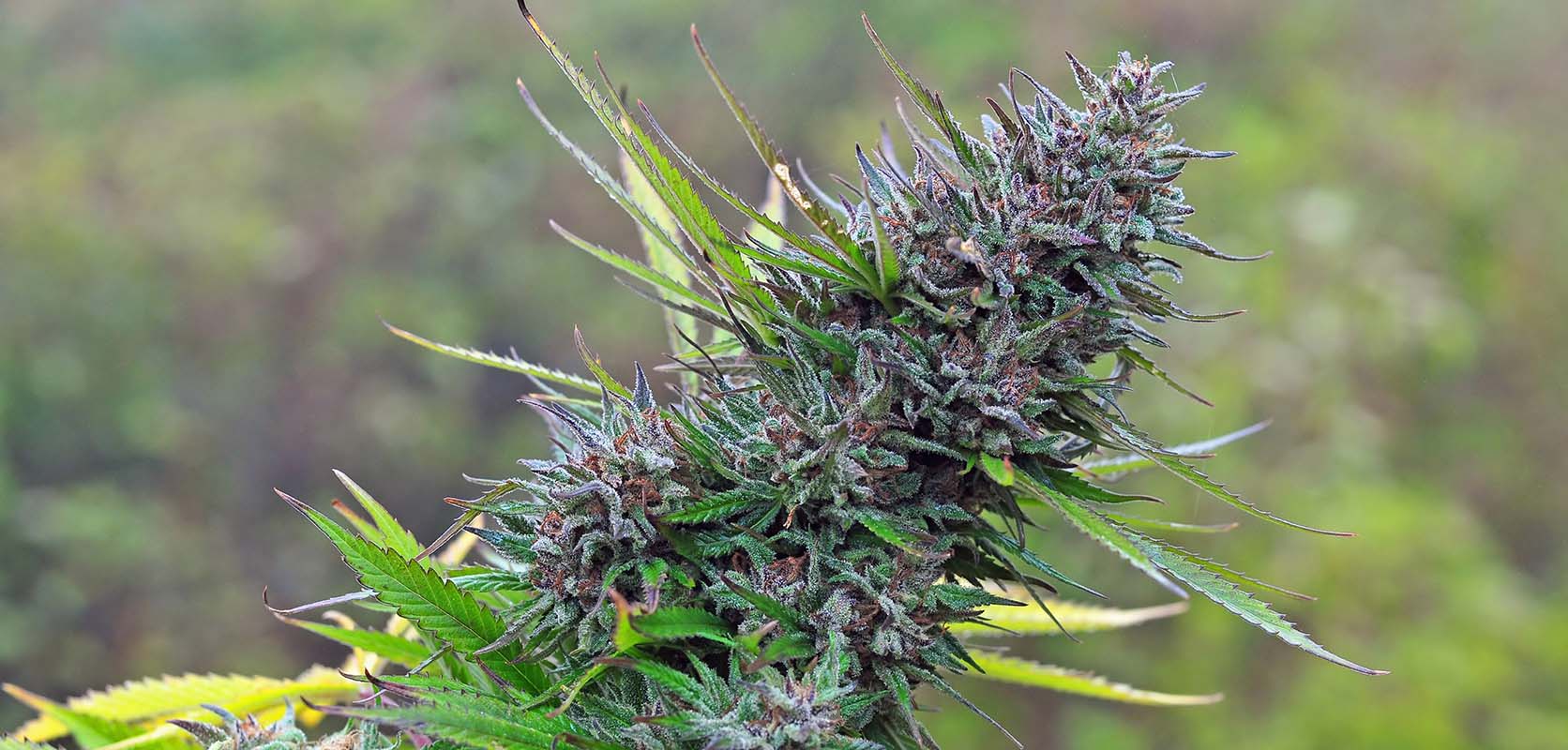 Pink Bubba cannabis plant. BC cannabis. mail order marijuana online dispensary in Canada to buy weed online.