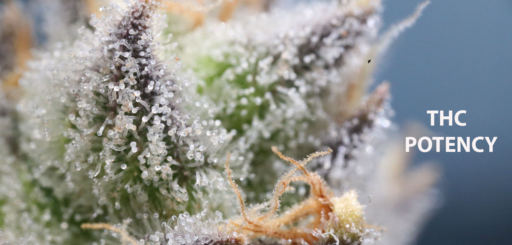 Close up of crystals on BC cannabis highly potent weed online Canada. weed shop and online dispensary Canada for cheapweed.