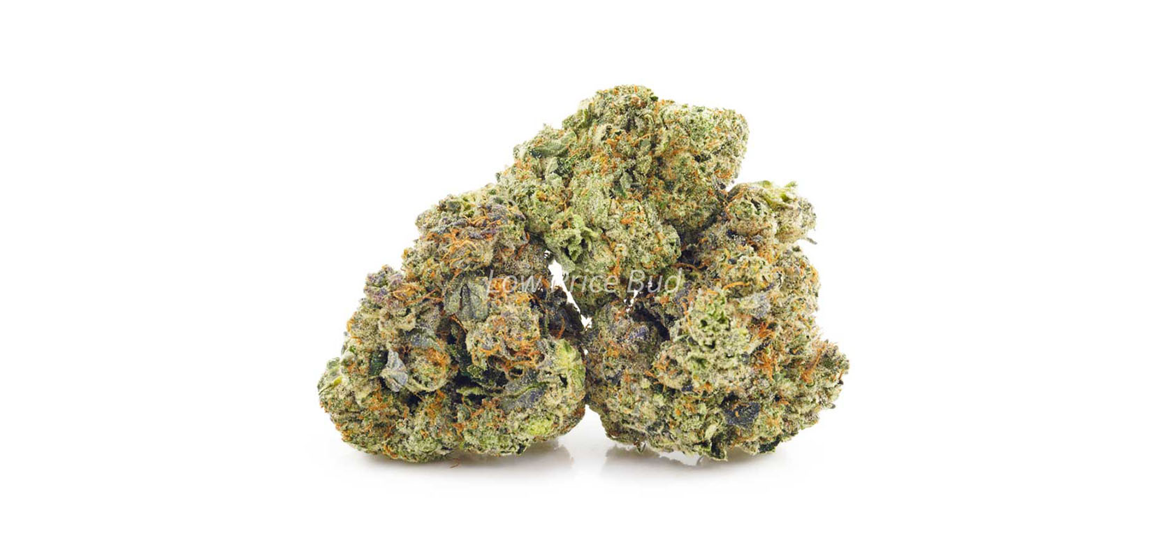 Buds of Astroboy weed online Canada. Strongest sativa strains from online dispensary for BC cannabis.