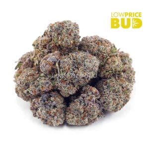 Alaskan Thunder Fuck (AAAA) Buy Alaskan Thunder Fuck (AAAA) online Canada