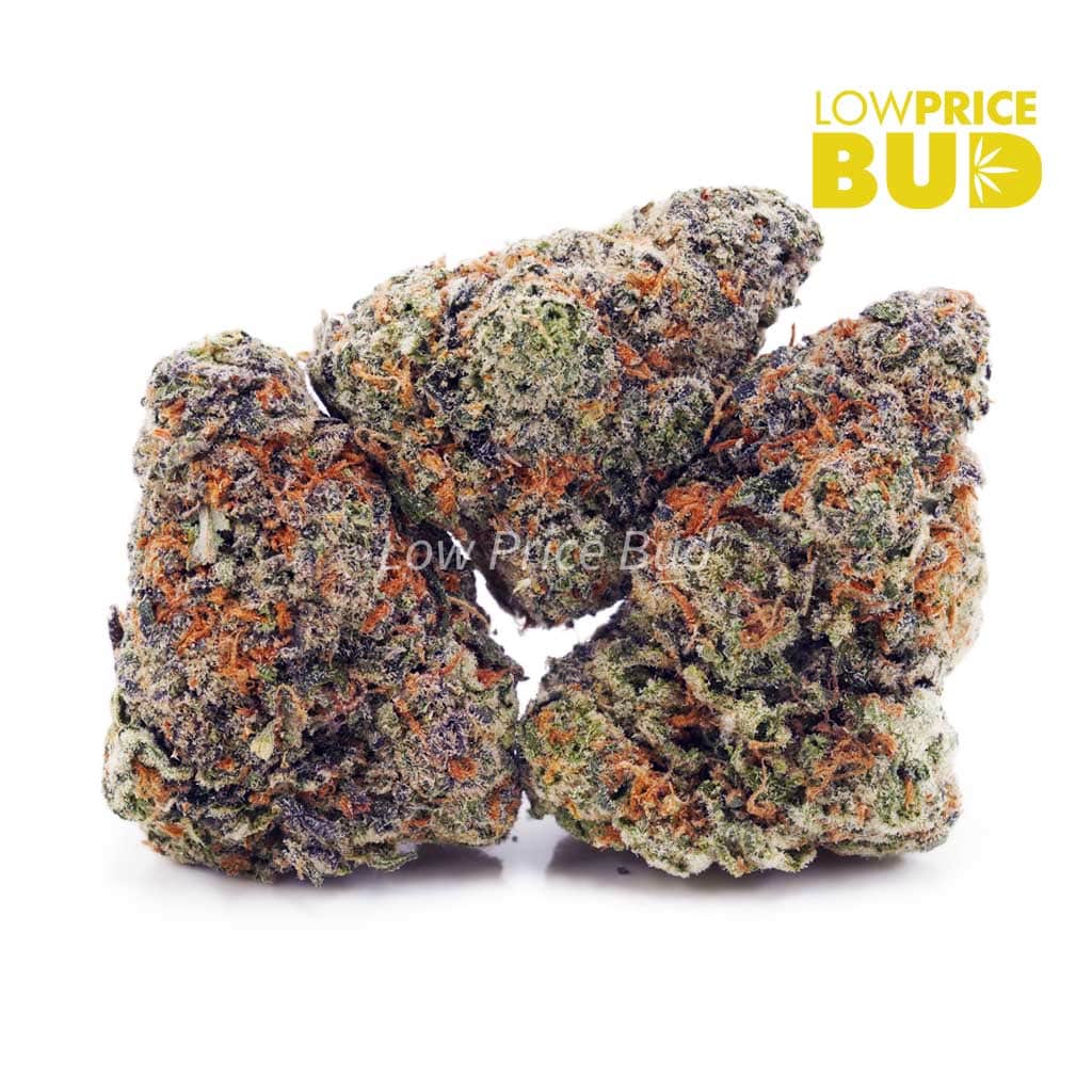 Gusher (AAAA) Buy Gusher (AAAA) online Canada