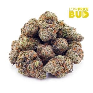 Buy Gusher (AAAA) online Canada