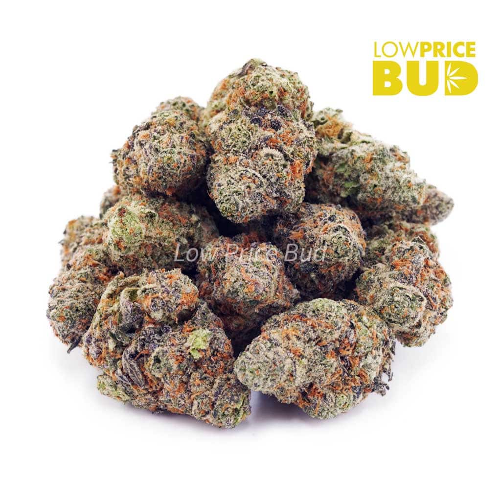 Gusher (AAAA) Buy Gusher (AAAA) online Canada