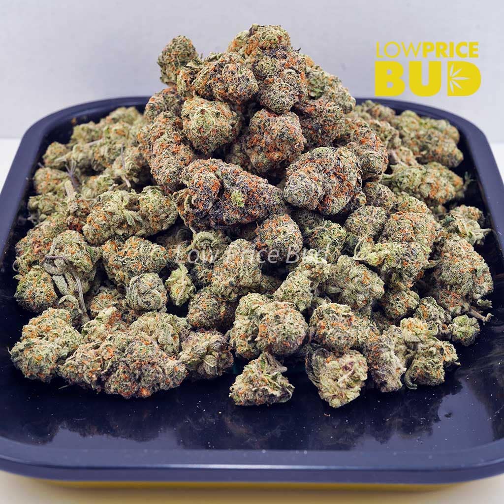 Gusher (AAAA) Buy Gusher (AAAA) online Canada