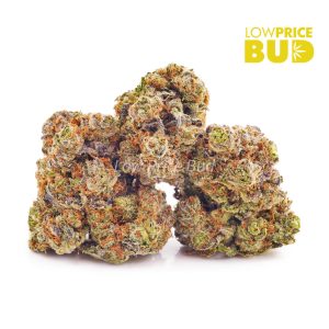 King Louie XIII (AAAA) Buy King Louie XIII (AAAA) online Canada