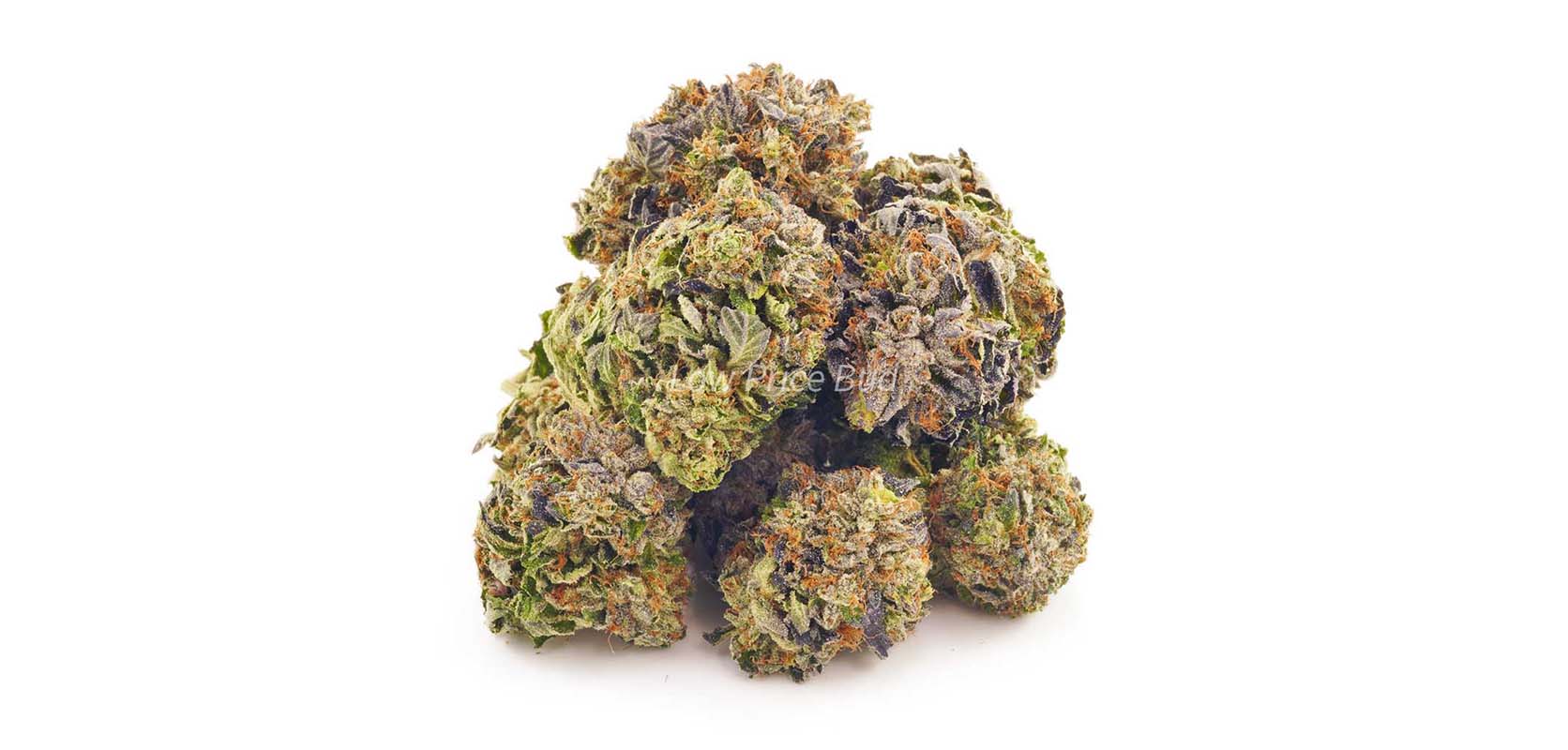 Master Kush Ultra weed online is one of the strongest hybrid strain to buy online in Canada.