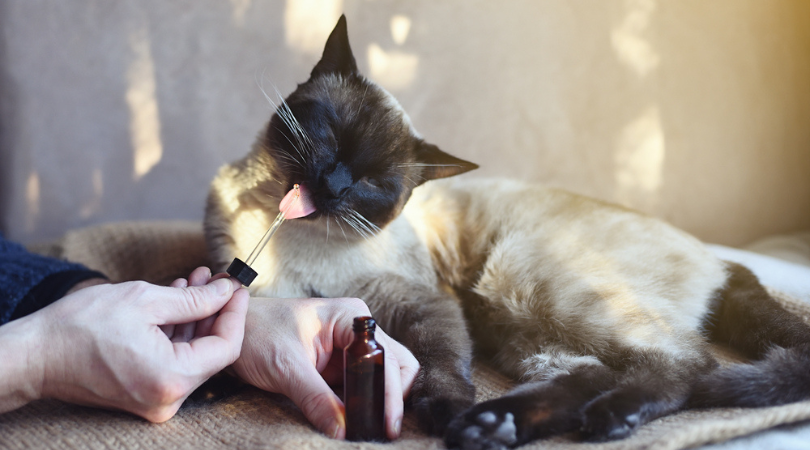 The Right Way To Introduce CBD To Your Pets