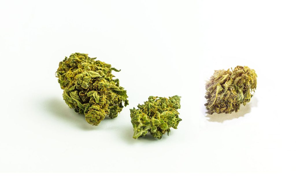 Buds of the strongest sativa strains from weed dispensary for mail order marijuana BC cannabis.
