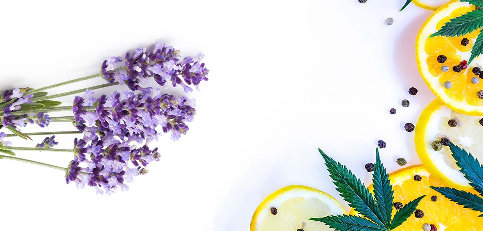 Lemon slices, cannabis leaves, flowers. canada dispensary. weed shop online. cannabis online. Dispencary.