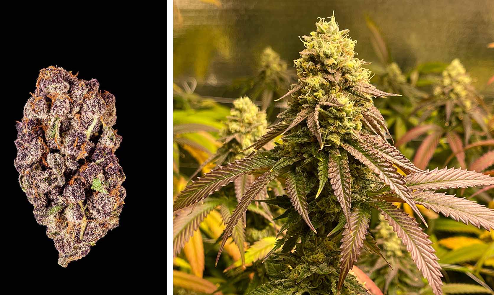 strongest-hybrid-strains-our-top-5-to-buy-right-now