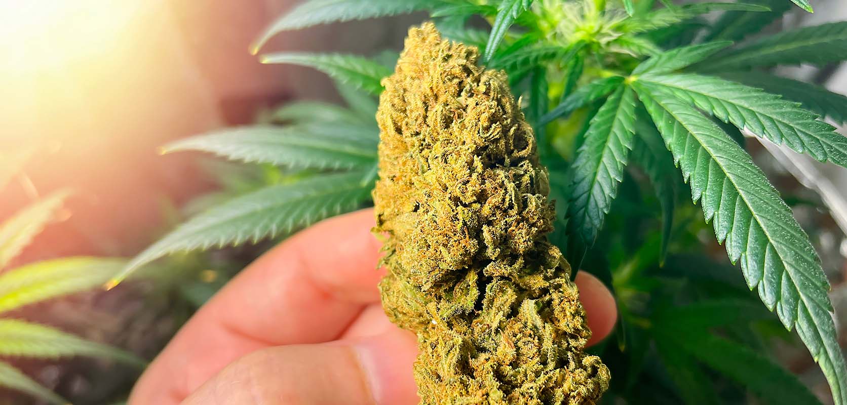 Close up of large bud of weed. budget buds. online dispensary Canada. weed for anxiety.