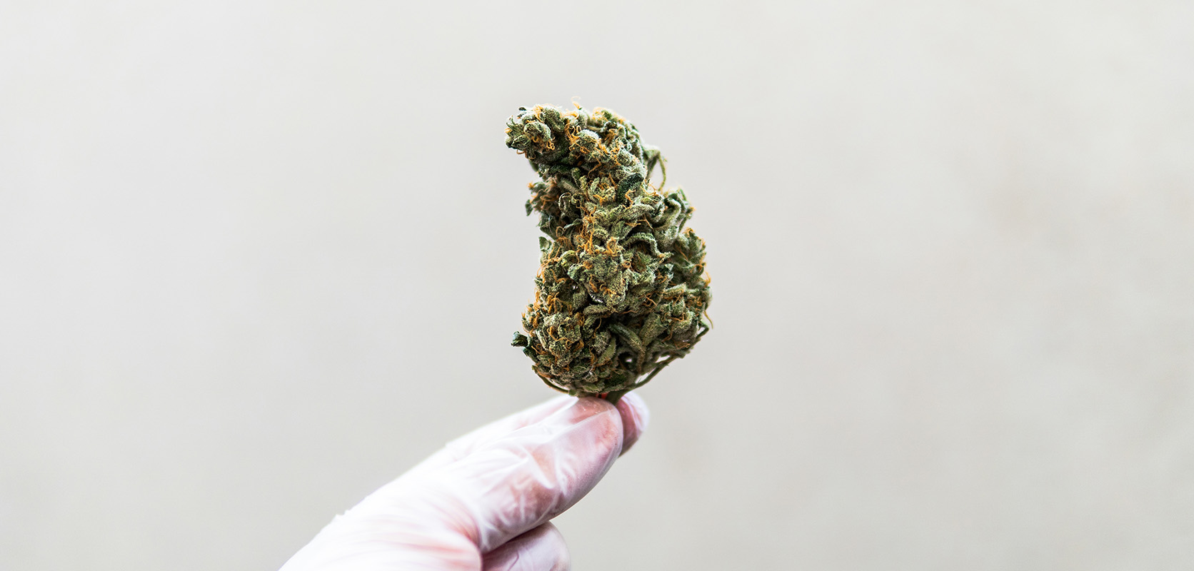 Large bud of Cali bubba strain weed from online dispensary canada to buy weed online. dispensary for edibles and dab pen. weed shop. weeds online. Dispencary.