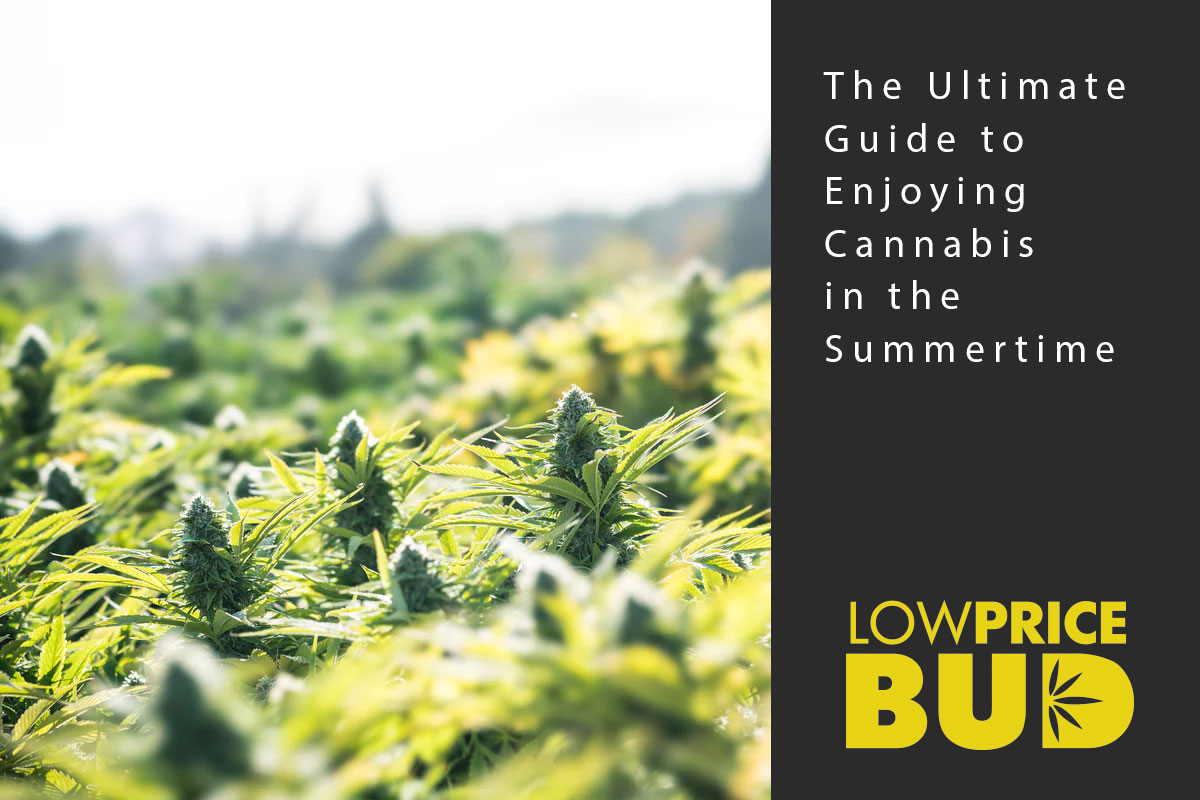 cannabis in summer