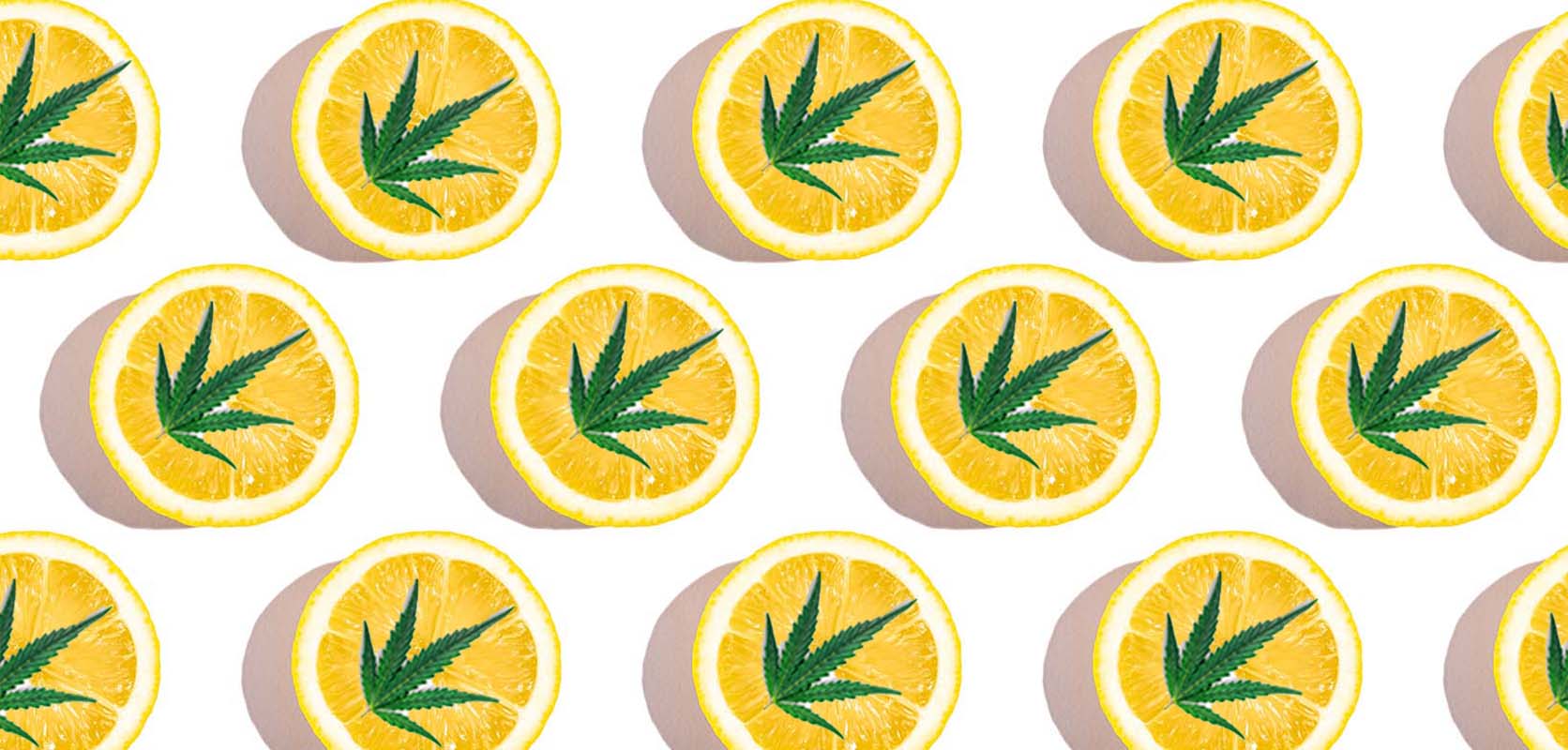 Lemon slices with cannabis leaf. buy weed online canada. weed stores. budget buds. weed dispensary. cannabis canada. weeds online. 