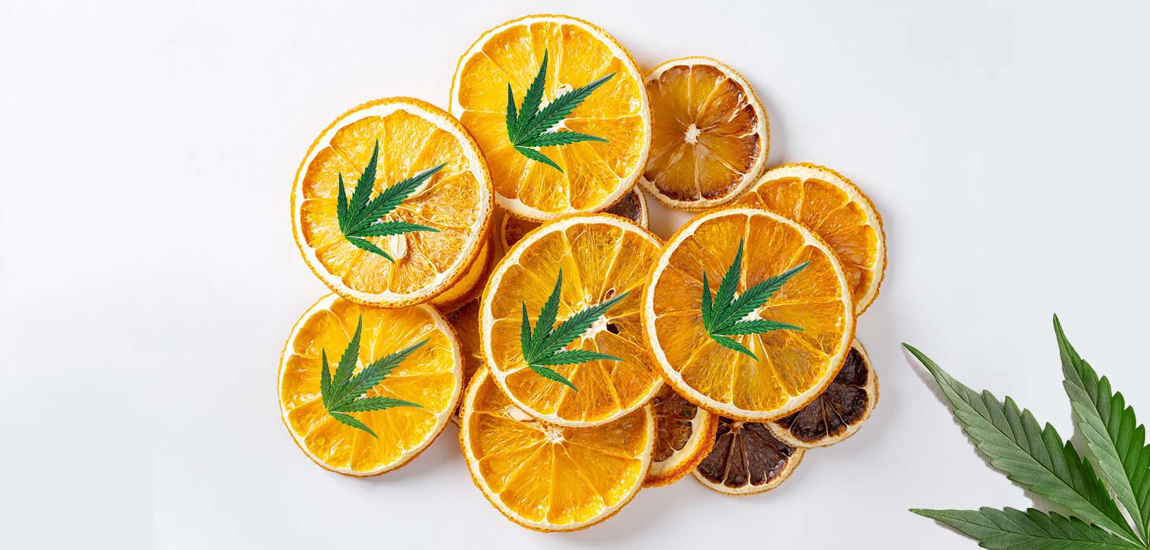 Orange slices with cannabis leaves. weed delivery canada. bc cannabis stores. sativa strains. 
